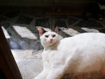 Close-up portrait of cat sitting