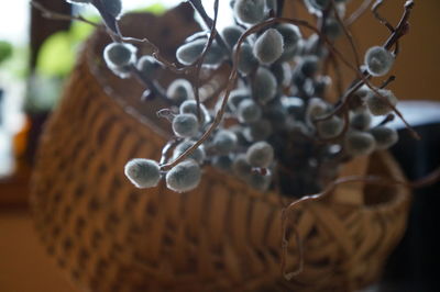 Close up of christmas tree