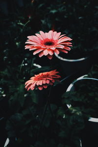 High angle view of red flowering plant