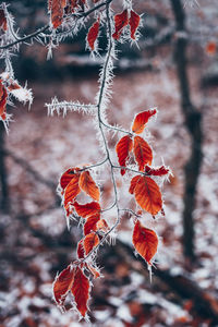 Close-up of frozen leaves on tree during winter