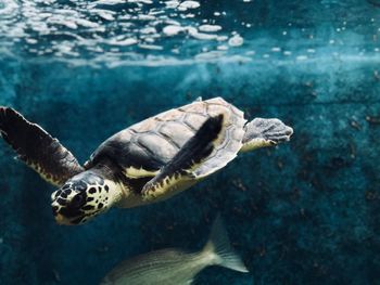 Turtle swimming in sea