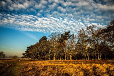 Trees on landscape against sky