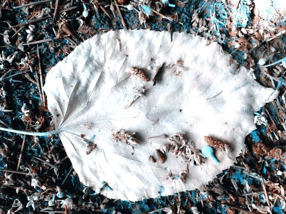 HIGH ANGLE VIEW OF FROZEN DRY LEAVES ON GROUND