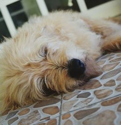 Close-up of dog relaxing at home