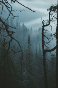 Low angle view of trees in forest