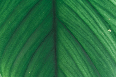 Full frame shot of green leaf