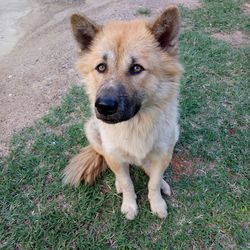 High angle view of dog on field