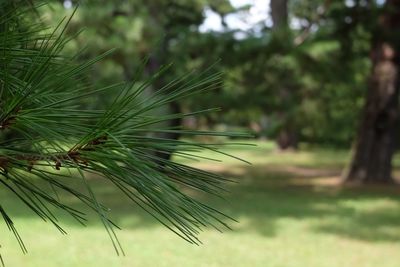 Close-up of tree against blurred background