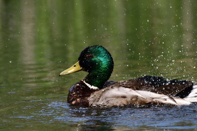 View of mallard duck swimming in lake