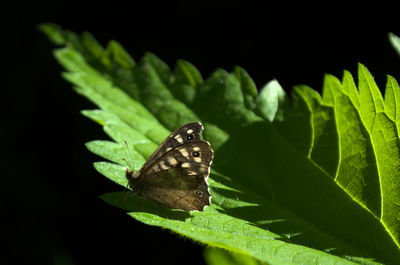Butterfly on leaf