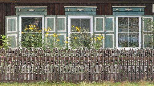 Plants growing by fence against building