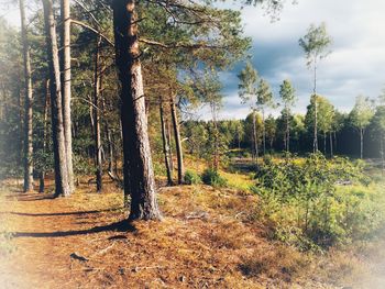 Trees growing in forest against sky