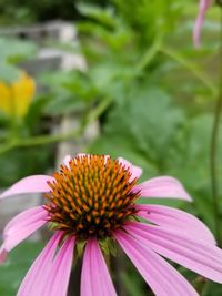 Close-up of pink flower