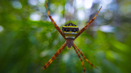 The spider looks beautiful in an aesthetic style