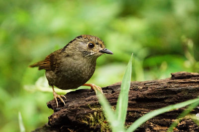 Close-up of a bird perching on a field