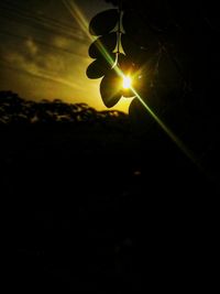 Silhouette plants against sky during sunset