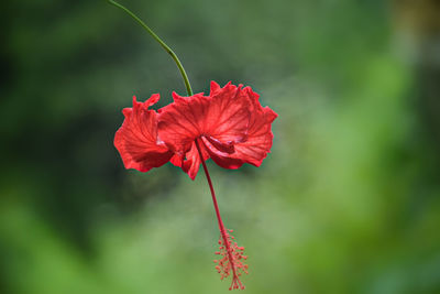 Close-up of red hibiscus flower