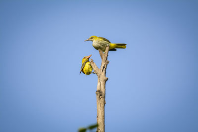 Low angle view of bird perching on wooden post against sky