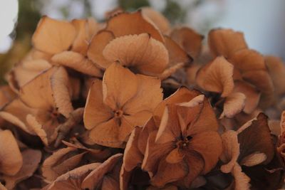 Close-up of flowers