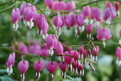 Close-up of pink flowers