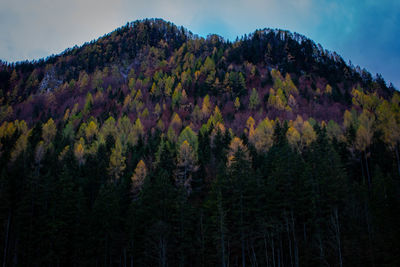 Scenic view of pine trees against sky