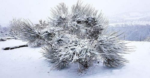 Close-up of frozen tree on field against sky