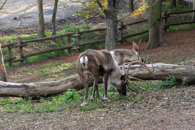 Deer in a forest