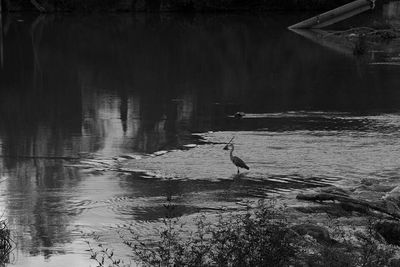 Reflection of trees in water