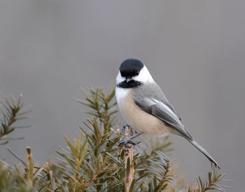 Close-up of bird perching on plant against sky