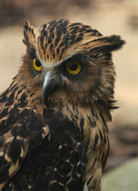 Portrait of an owl