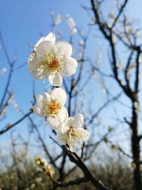 Low angle view of apple blossoms in spring
