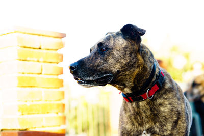 Close-up of dog