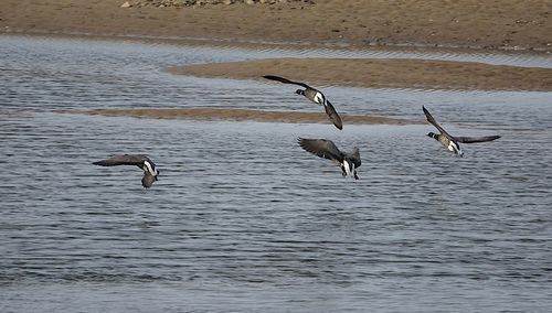 Seagulls flying over sea
