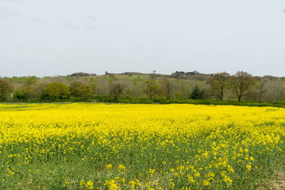 Scenic view of oilseed rape field against sky