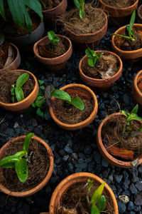 High angle view of food on potted plant