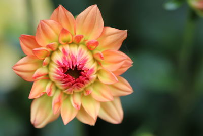 Close-up of pink flower