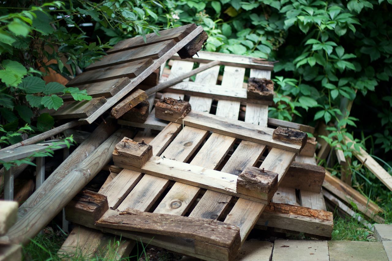 wood - material, no people, plant, day, outdoors, growth, leaf, nature