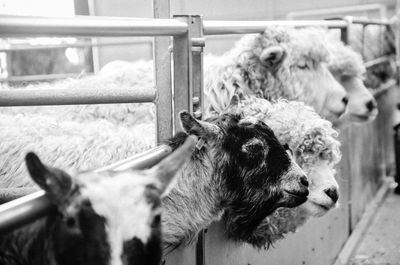 Goats and sheep at farm