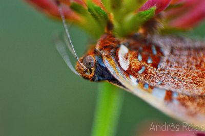 Close-up of insect on leaf