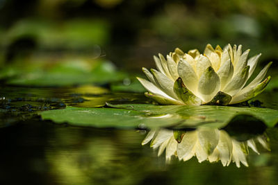 nature