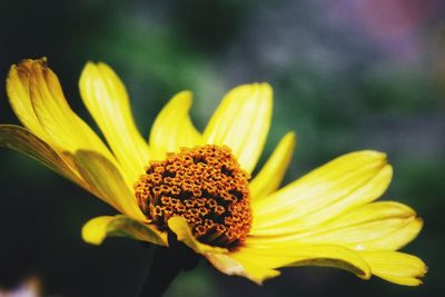 Close-up of yellow flower blooming outdoors