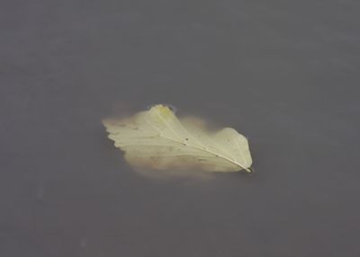 Close-up of autumn leaf over water against black background