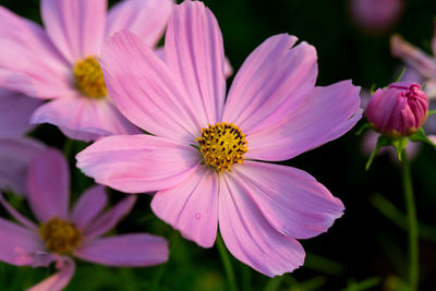 Close-up of pink cosmos flower