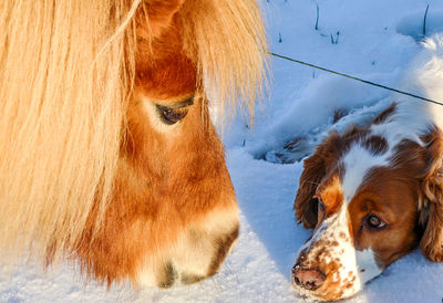 Brown dog on snow covered field