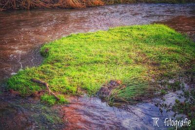 High angle view of river flowing amidst trees