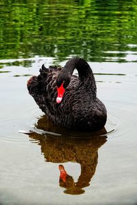 Black swan in a lake