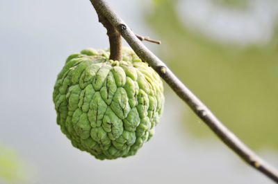 Close-up of sugar apple on plant