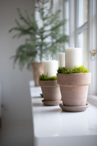 Close-up of potted plants on table at home