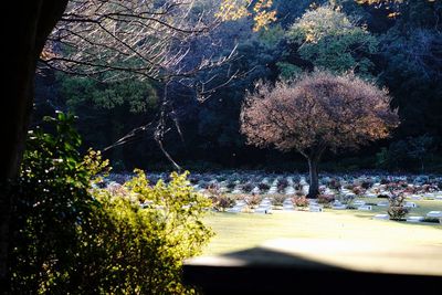 View of flowering trees in park