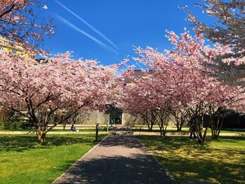 View of cherry blossom trees in park